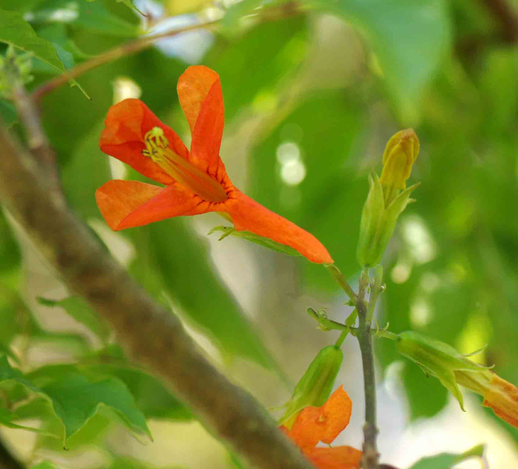 Tecomaria nyassae Tecomaria nyassae