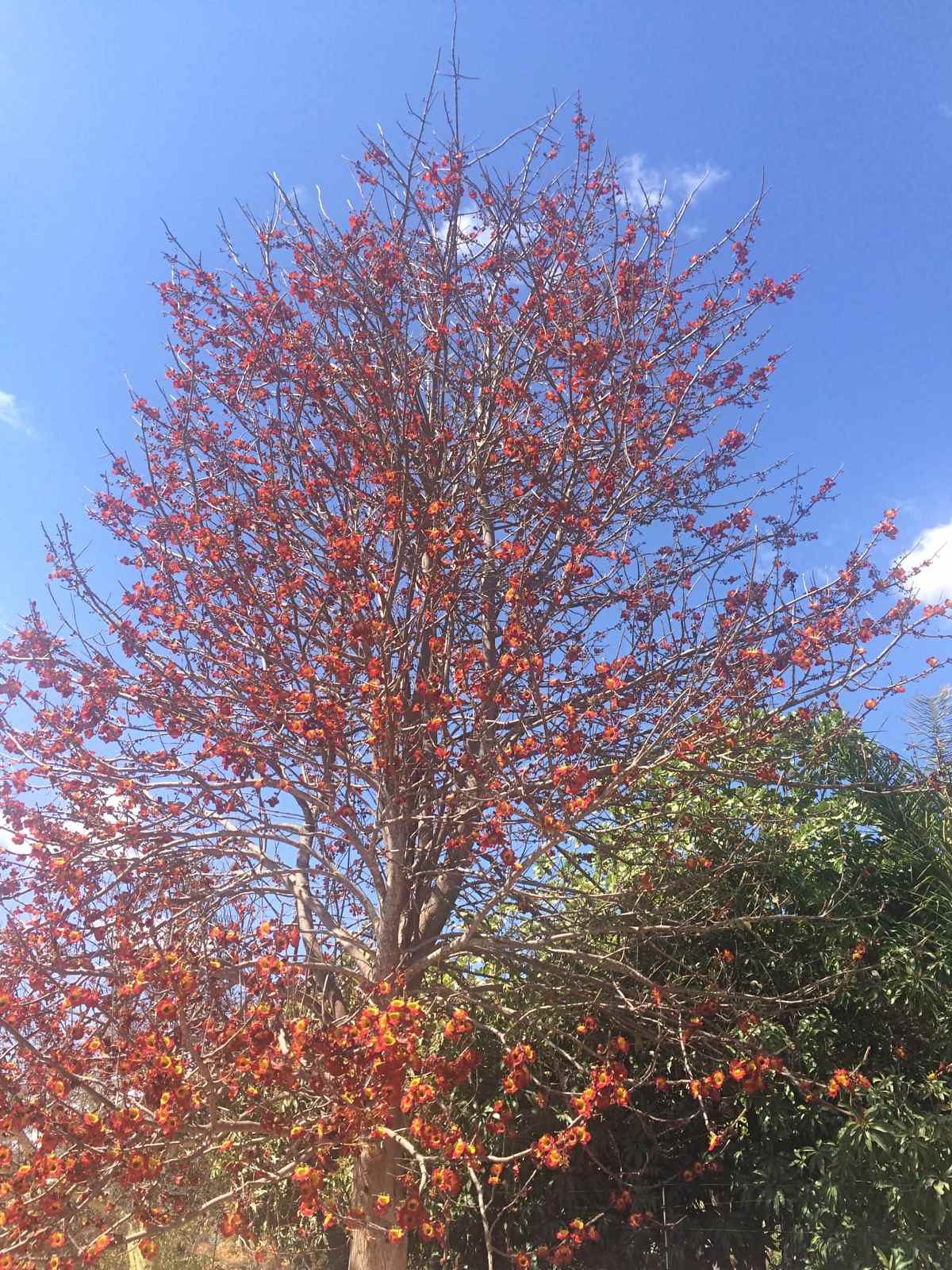 Fernandoa abbreviata Fernandoa abbreviata