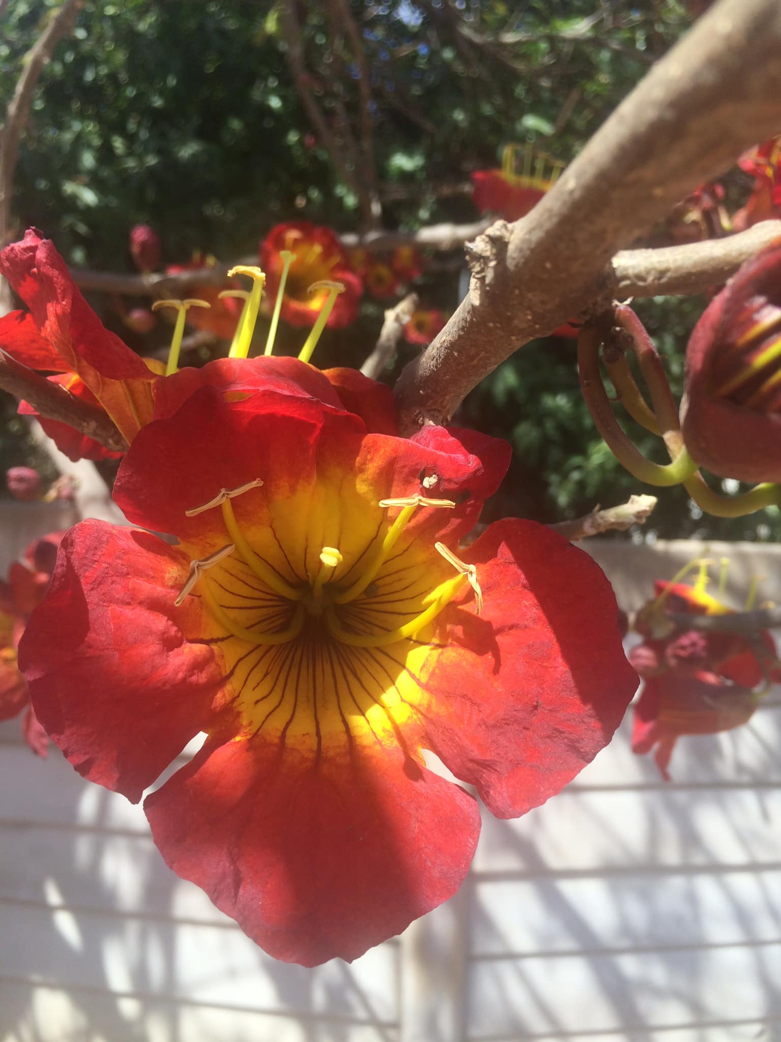 Fernandoa abbreviata Fernandoa abbreviata