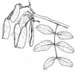 Julbernardia paniculata