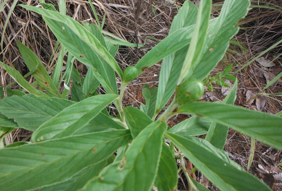 Pleiotaxis pulcherrima Pleiotaxis pulcherrima