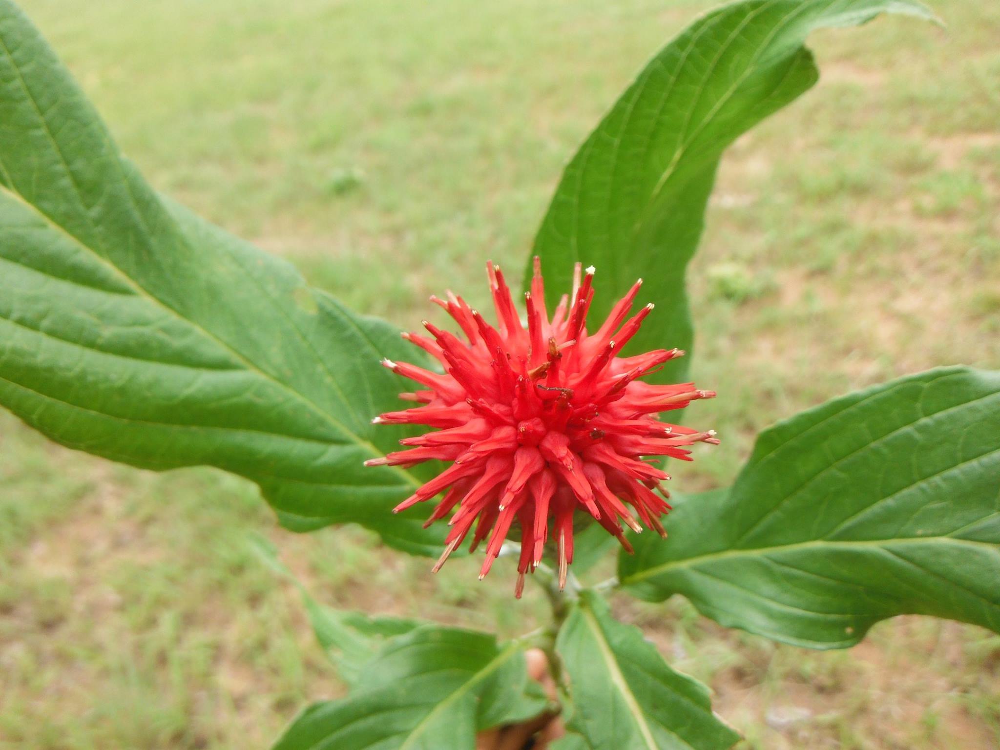 Pleiotaxis pulcherrima Pleiotaxis pulcherrima