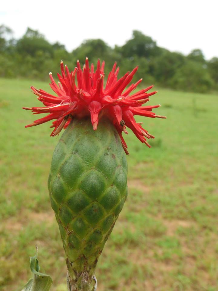 Pleiotaxis pulcherrima Pleiotaxis pulcherrima