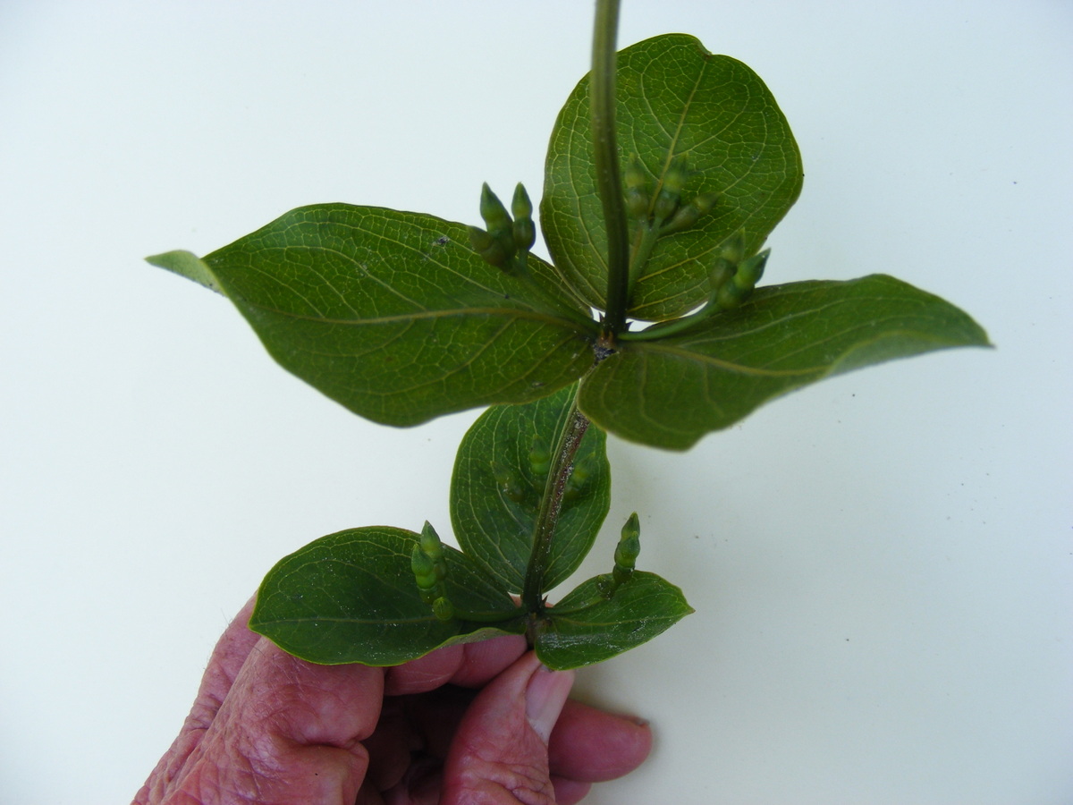 Fadogia triphylla var. triphylla Fadogia triphylla var. triphylla