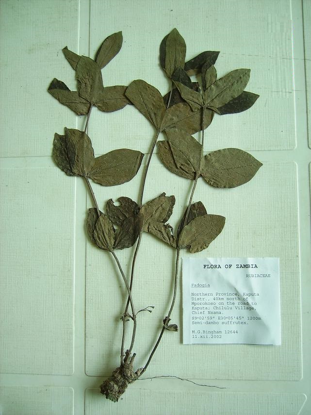 Fadogia triphylla var. triphylla Fadogia triphylla var. triphylla