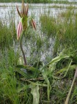 Crinum verdoorniae