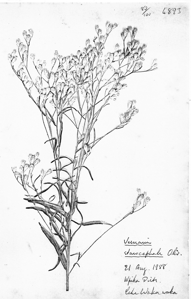 Vernonia stenocephala Vernonia stenocephala