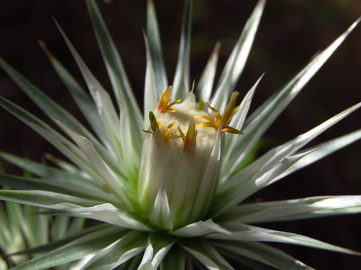 Macledium sessiliflorum Macledium sessiliflorum