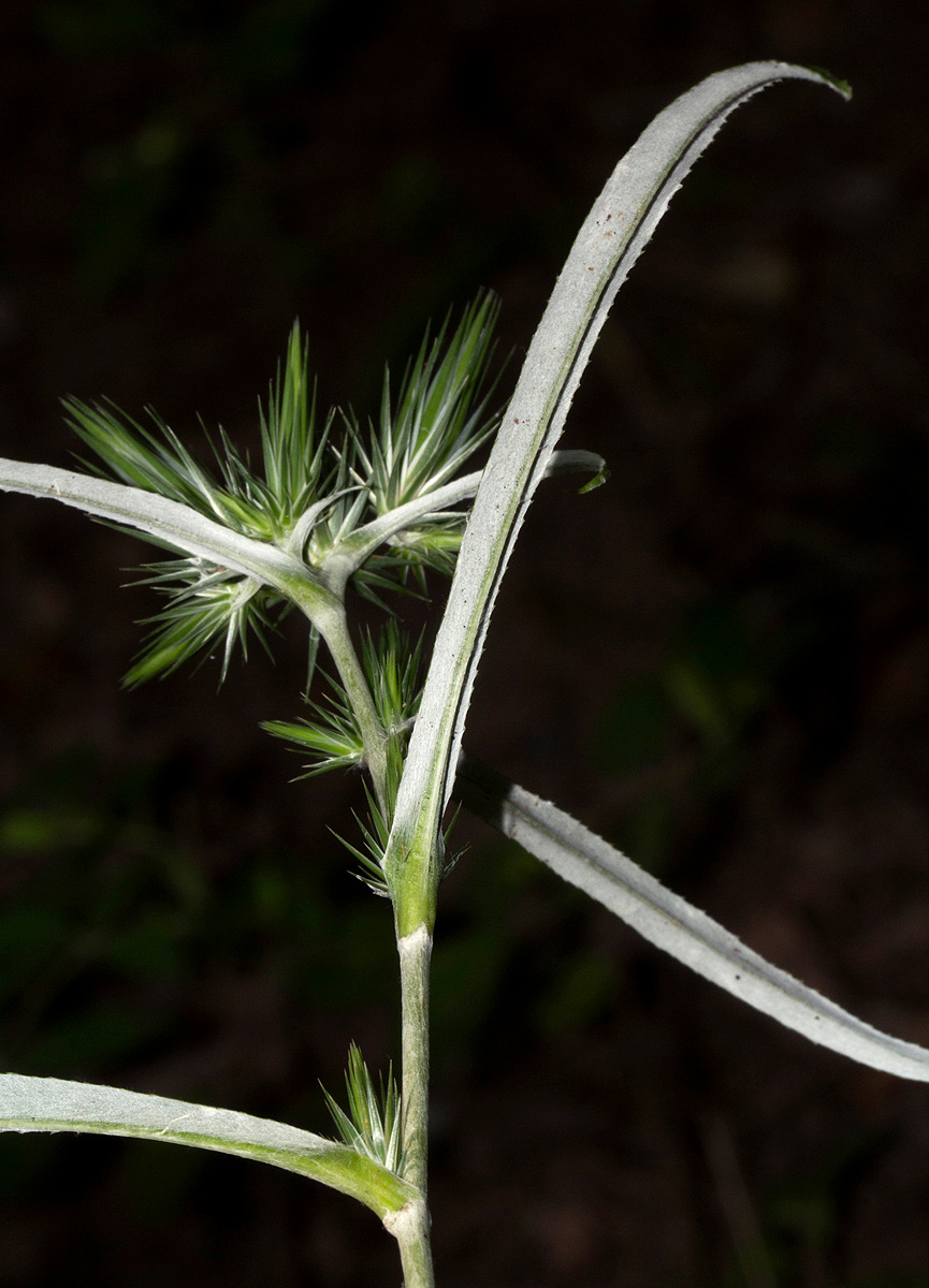 Macledium sessiliflorum Macledium sessiliflorum