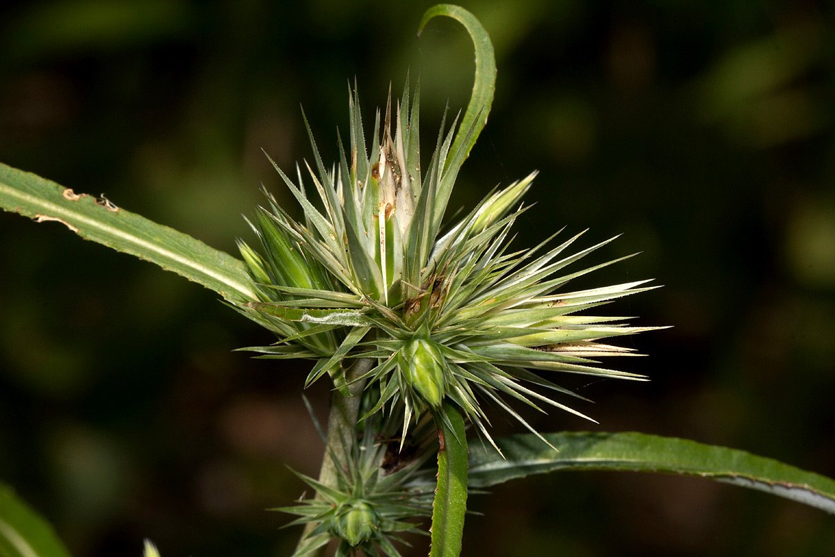 Macledium sessiliflorum Macledium sessiliflorum