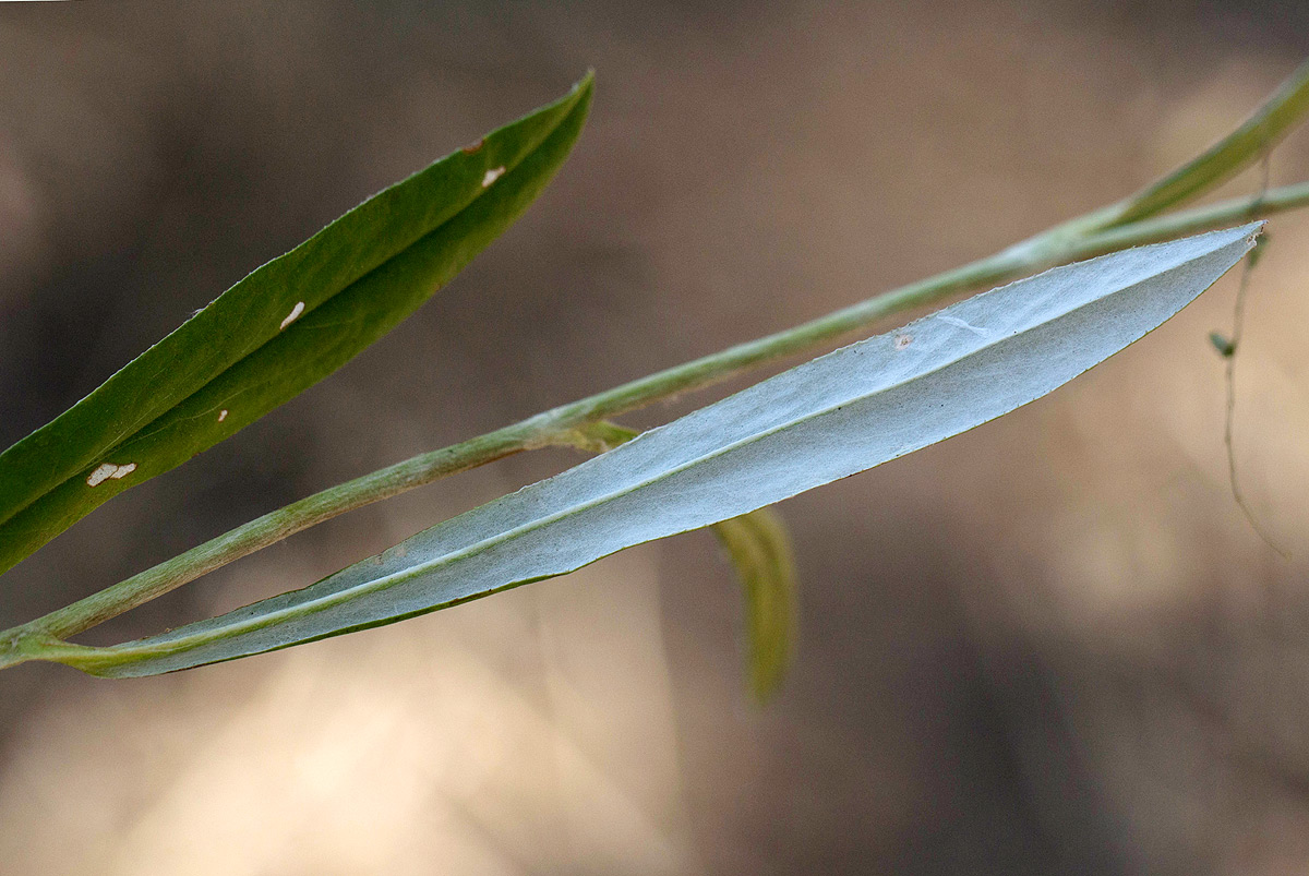 Macledium sessiliflorum Macledium sessiliflorum