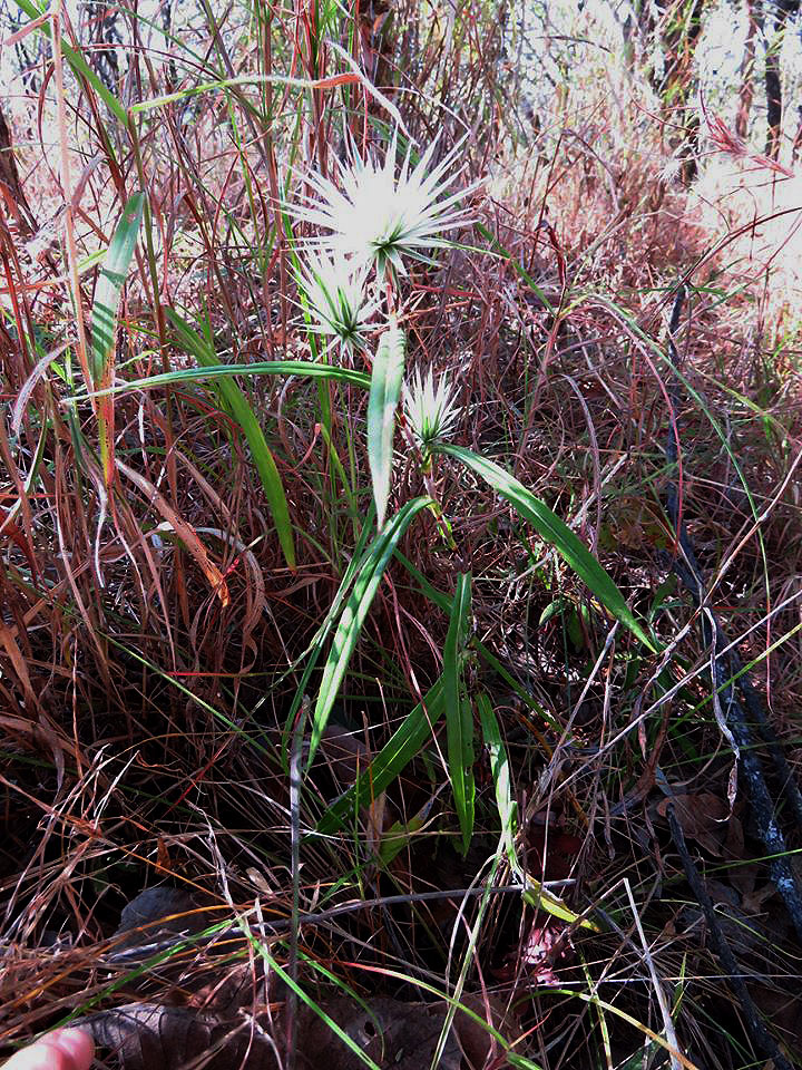 Macledium sessiliflorum Macledium sessiliflorum
