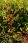 Rumex abyssinicus