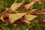 Rumex abyssinicus