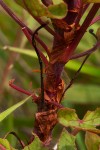 Rumex abyssinicus