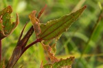 Rumex abyssinicus