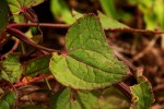 Rumex abyssinicus