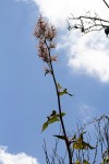 Rumex abyssinicus