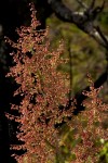 Rumex abyssinicus