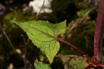 Rumex abyssinicus