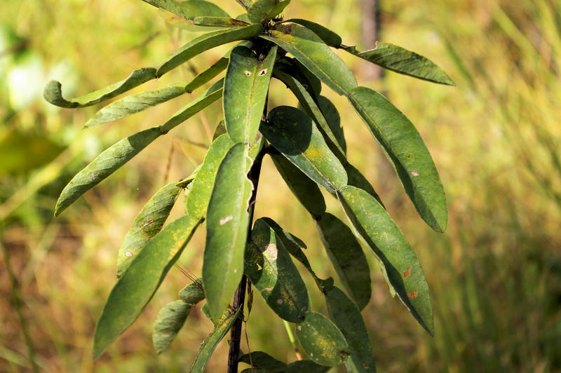 Droogmansia pteropus Droogmansia pteropus