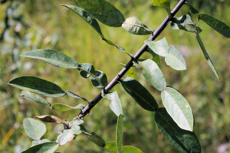 Droogmansia pteropus Droogmansia pteropus