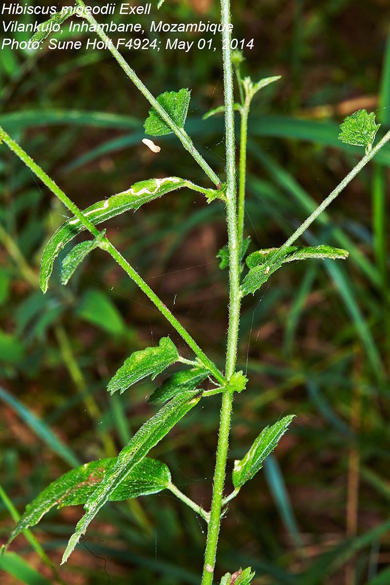 Hibiscus migeodii Hibiscus migeodii