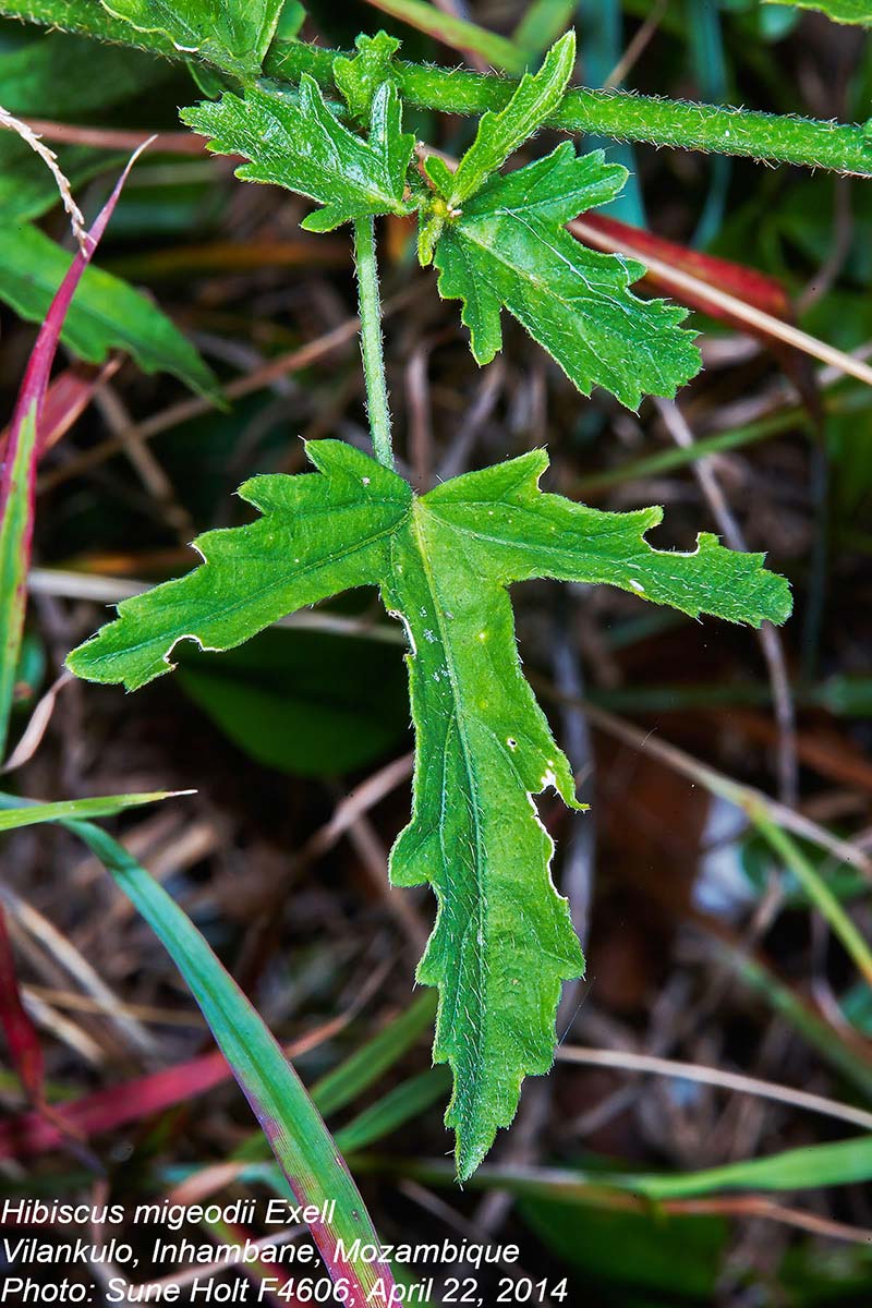 Hibiscus migeodii Hibiscus migeodii