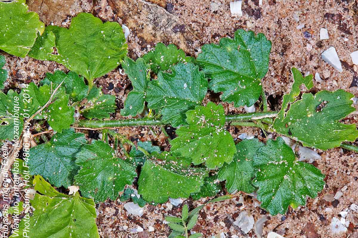 Hibiscus migeodii Hibiscus migeodii