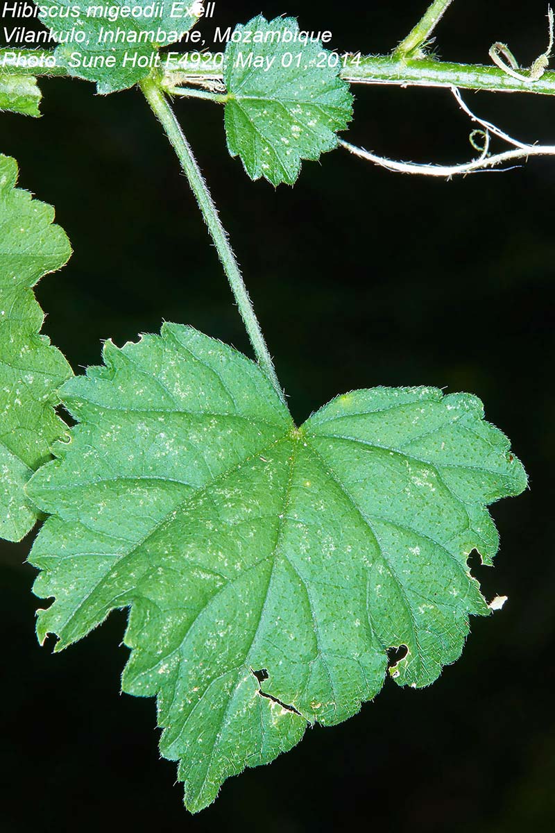 Hibiscus migeodii Hibiscus migeodii