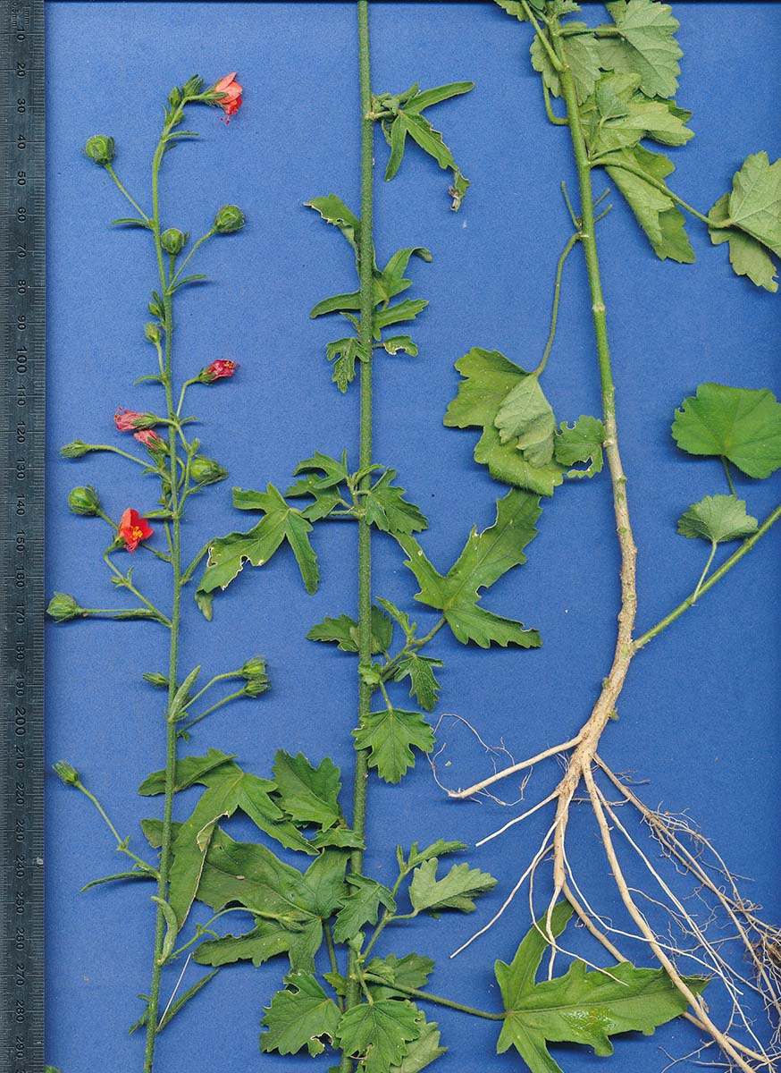 Hibiscus migeodii Hibiscus migeodii