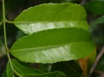 Salacia elegans