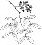 Brachystegia floribunda