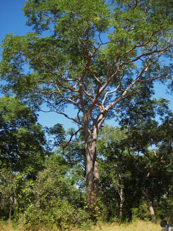 Brachystegia bussei Brachystegia bussei