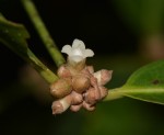 Polysphaeria dischistocalyx