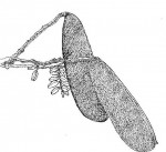 Isoberlinia angolensis var. niembaënsis