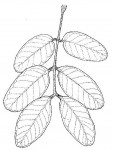 Isoberlinia angolensis var. niembaënsis