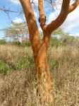 Acacia seyal var. fistula