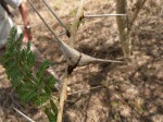 Acacia seyal var. fistula