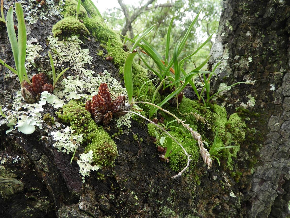 Bulbophyllum rugosibulbum Bulbophyllum rugosibulbum