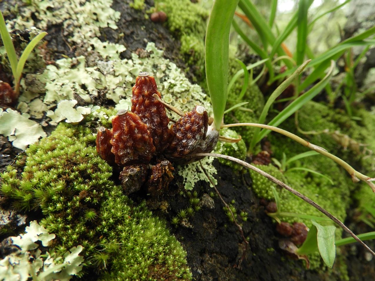 Bulbophyllum rugosibulbum Bulbophyllum rugosibulbum