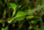 Persicaria nepalensis