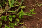 Persicaria nepalensis