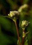 Persicaria nepalensis