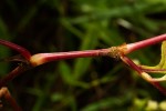 Persicaria nepalensis