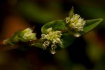 Persicaria nepalensis