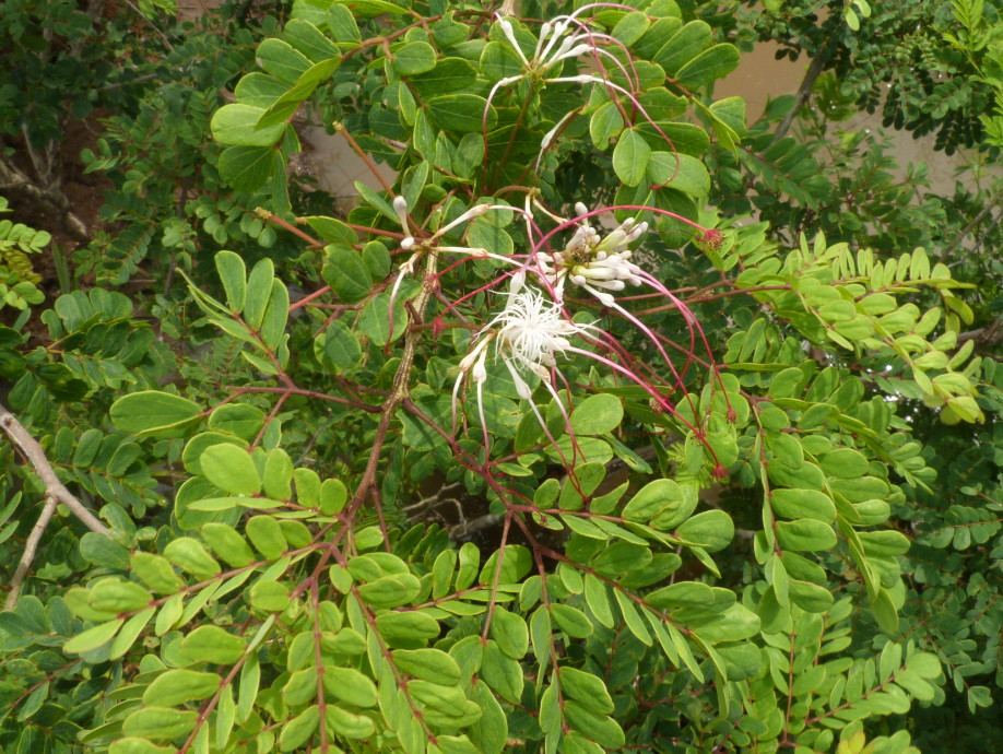 Albizia petersiana subsp. petersiana Albizia petersiana subsp. petersiana