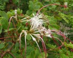 Albizia petersiana subsp. petersiana