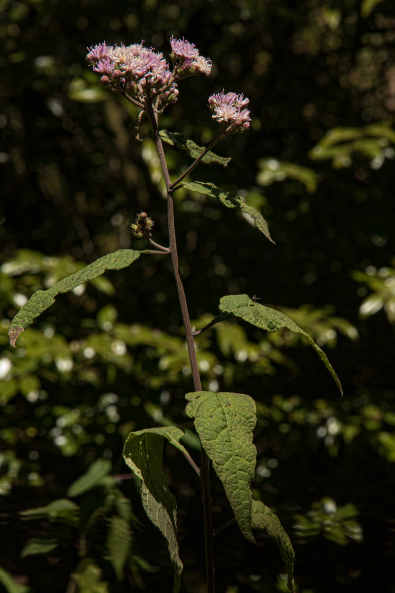 Vernonia syringifolia Vernonia syringifolia