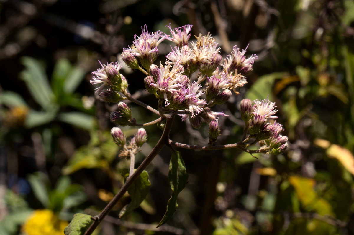 Vernonia syringifolia Vernonia syringifolia